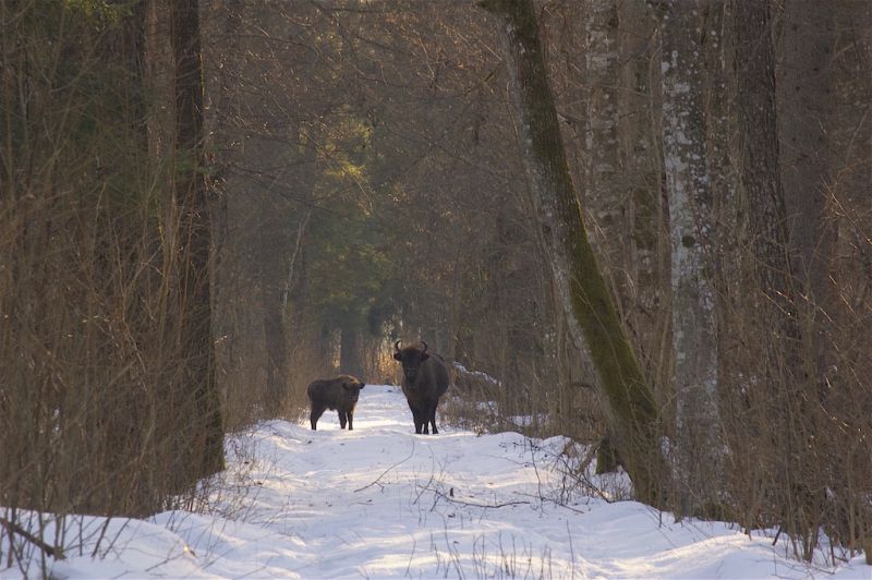 Żubry